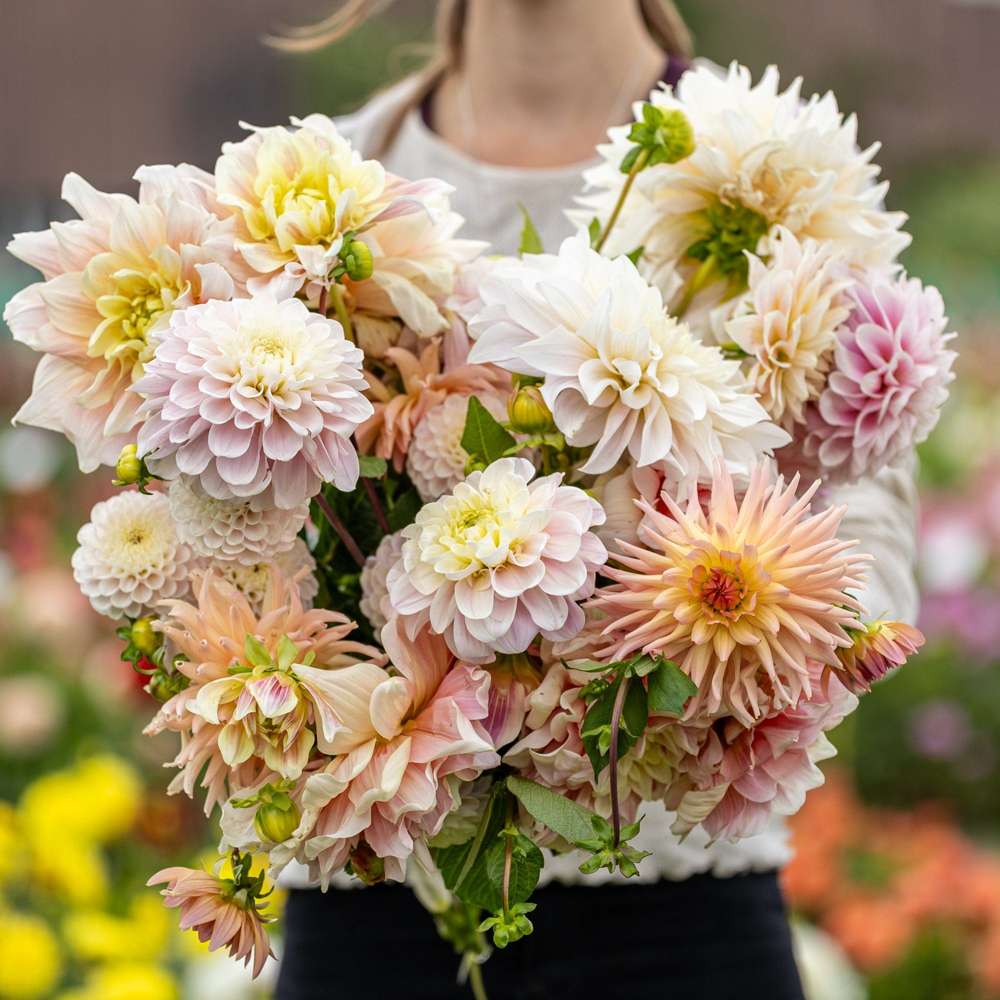 Dahliamix 'Heavenly Delight'